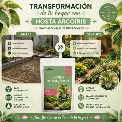 2x1 Semillas Premium de Hosta Arcoiris - Bendicen tu Hogar