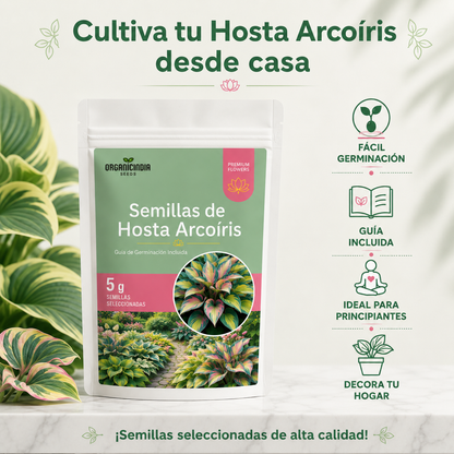 2x1 Semillas Premium de Hosta Arcoiris - Bendicen tu Hogar